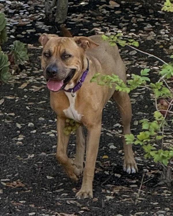 Enlarge Miracle 306075, a Adoptable mixed breed in Petaluma, CA image 2/2