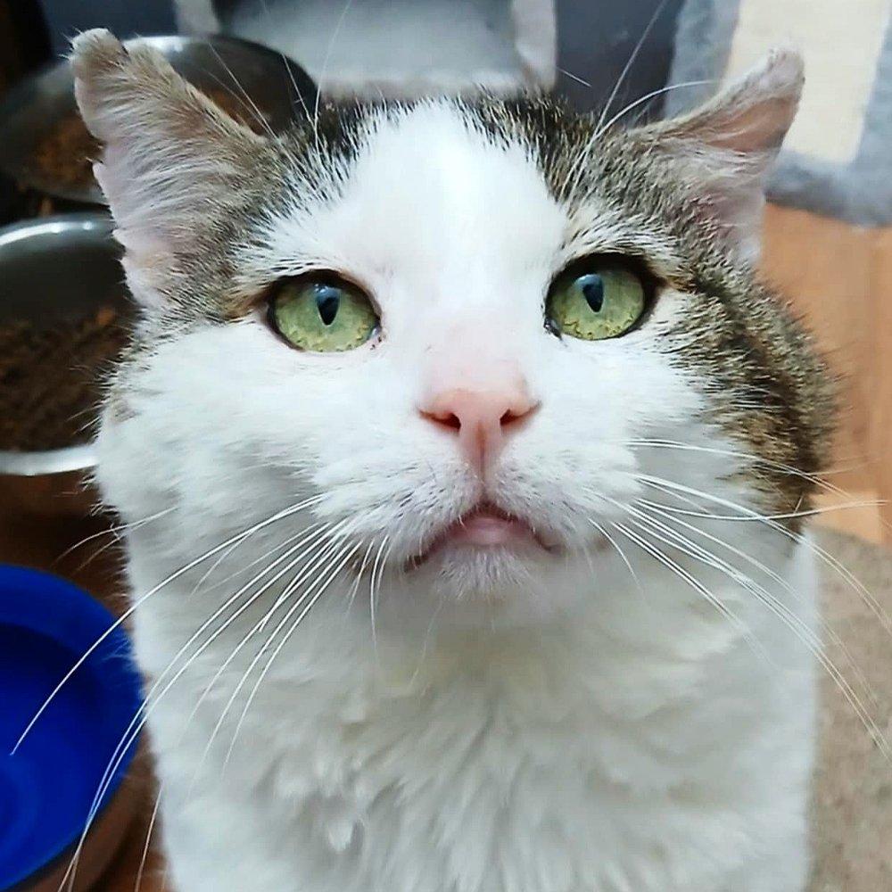 Enlarge Dawson, a Adoptable Domestic Short Hair in Abbotsford, BC image 1/1