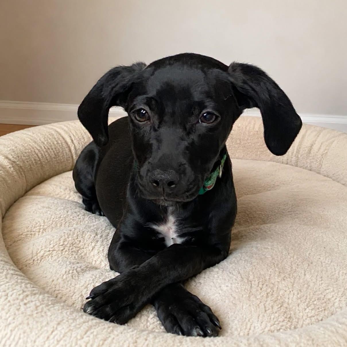 TRENT CRIMM, adopted, Puppy Male Mixed Breed.