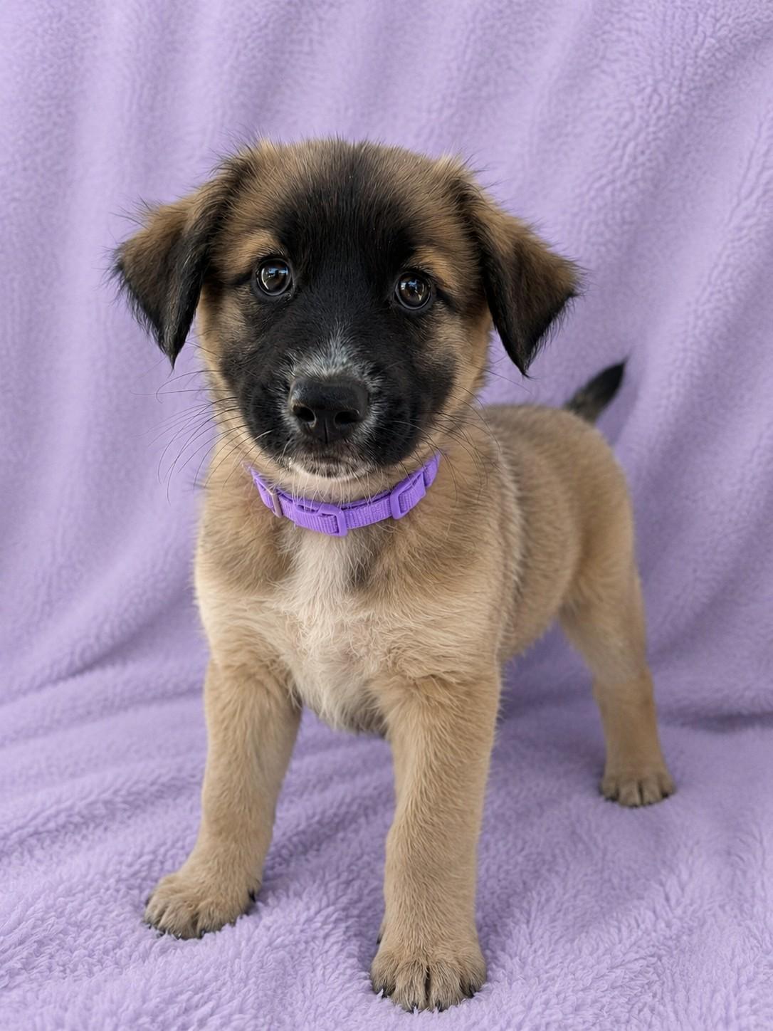 Enlarge Sara, an adopted mixed breed in Poway, CA image 3/3