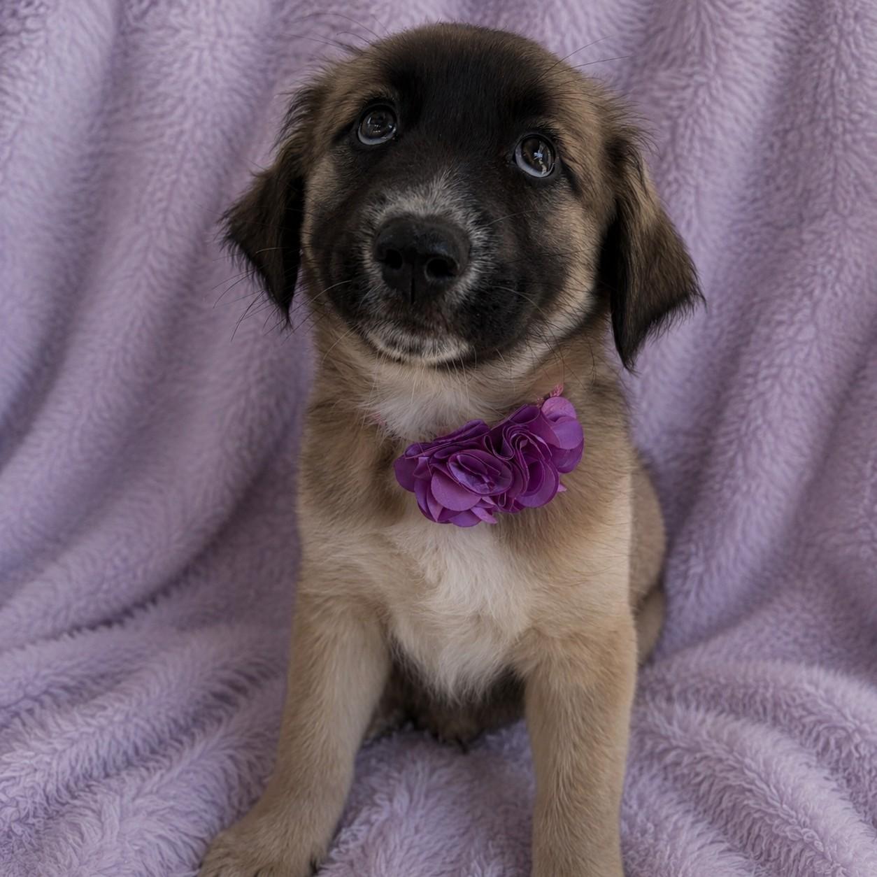 Sara, adopted, Puppy Female Australian Shepherd.