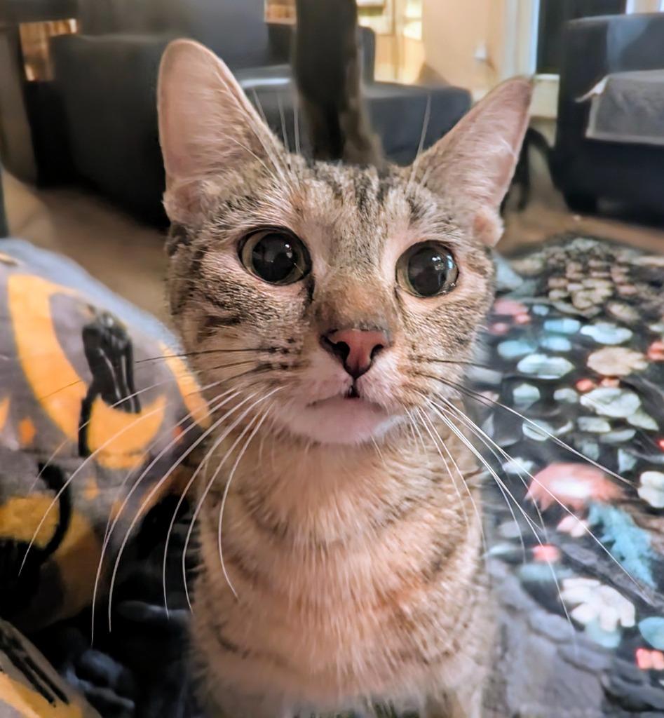 Enlarge Olive, a Adoptable mixed breed in Olathe, KS image 1/1