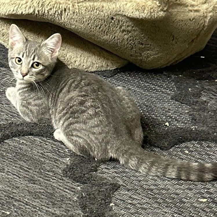 Enlarge Kiwi, a Adoptable Domestic Short Hair in Estacada, OR image 1/1