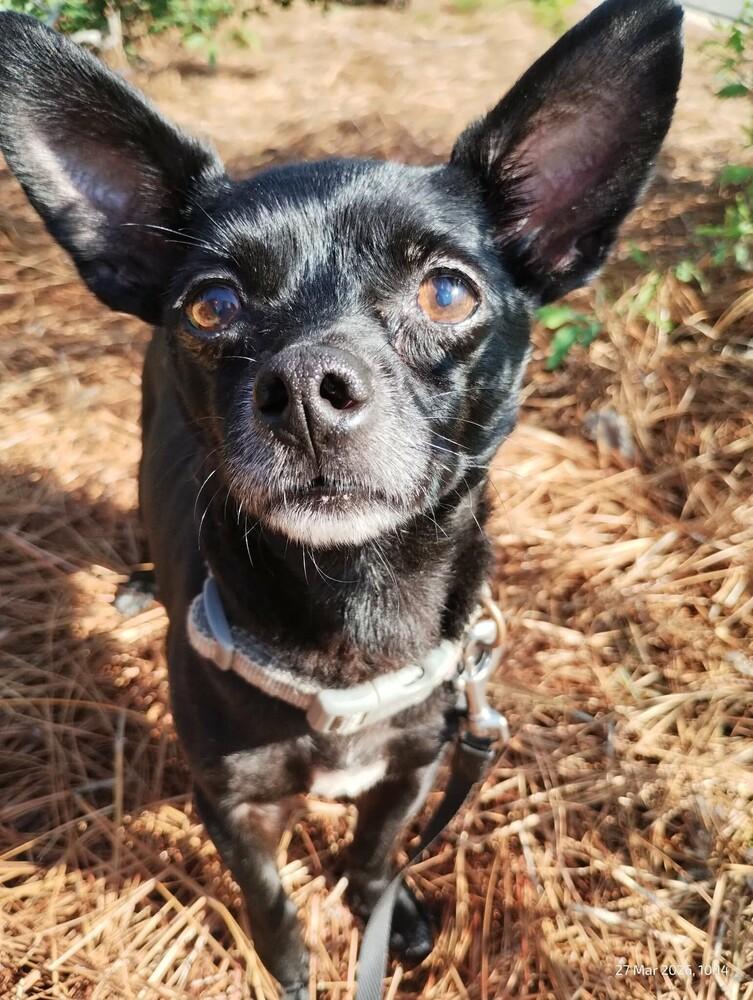 Spook, Adoptable, Adult Male Chihuahua.