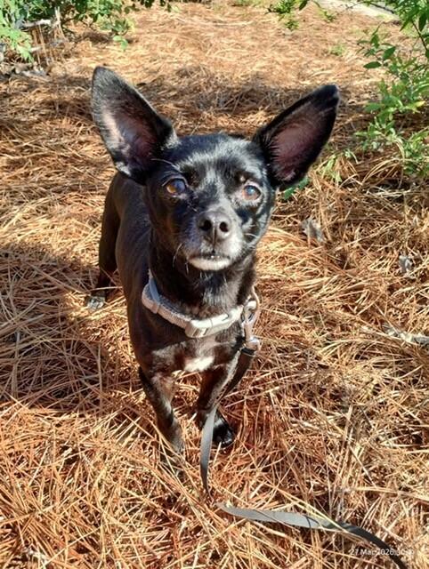 Enlarge Spook, a Adoptable mixed breed in WARNER ROBINS, GA image 2/3