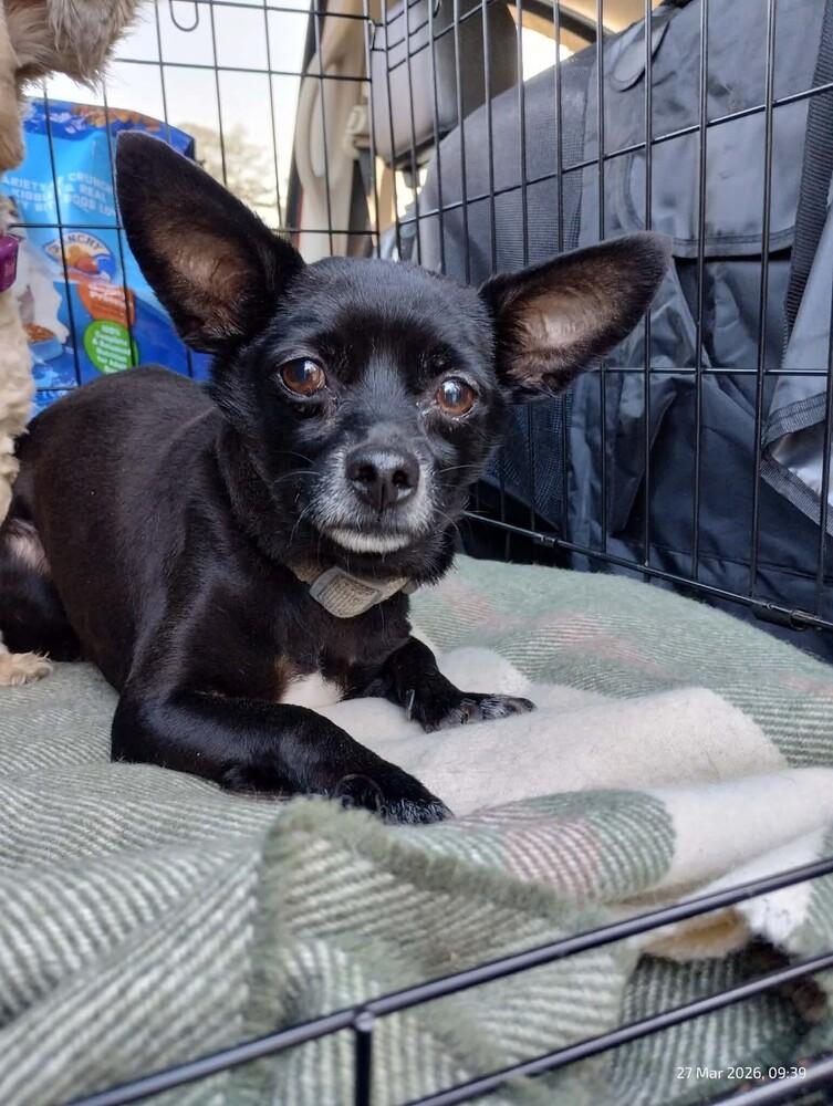 Enlarge Spook, a Adoptable mixed breed in WARNER ROBINS, GA image 3/3