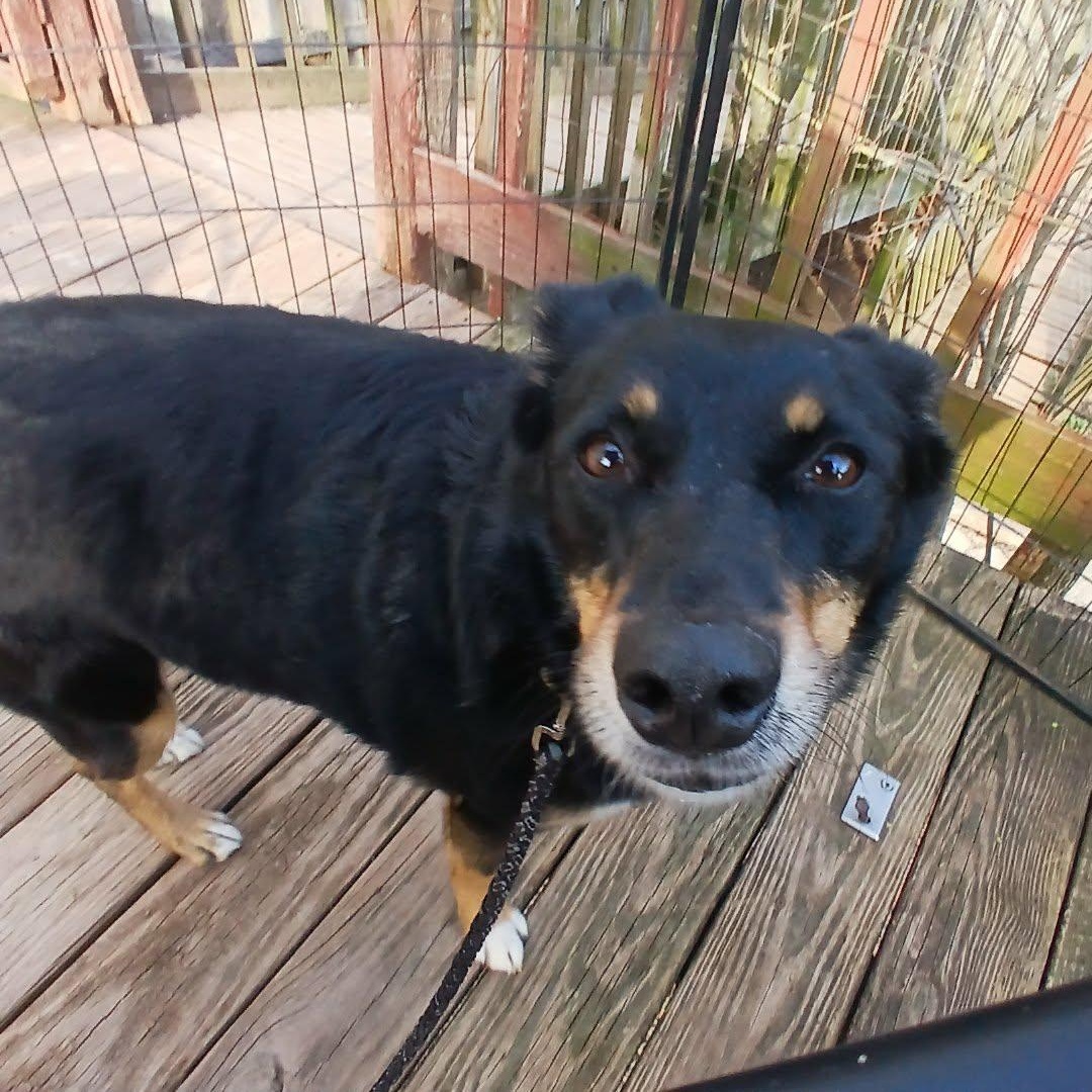 Enlarge Daisy Mae , a ADOPTABLE mixed breed in Saugerties, NY image 3/6