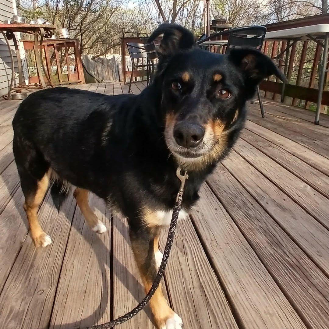 Enlarge Daisy Mae , a ADOPTABLE mixed breed in Saugerties, NY image 5/6