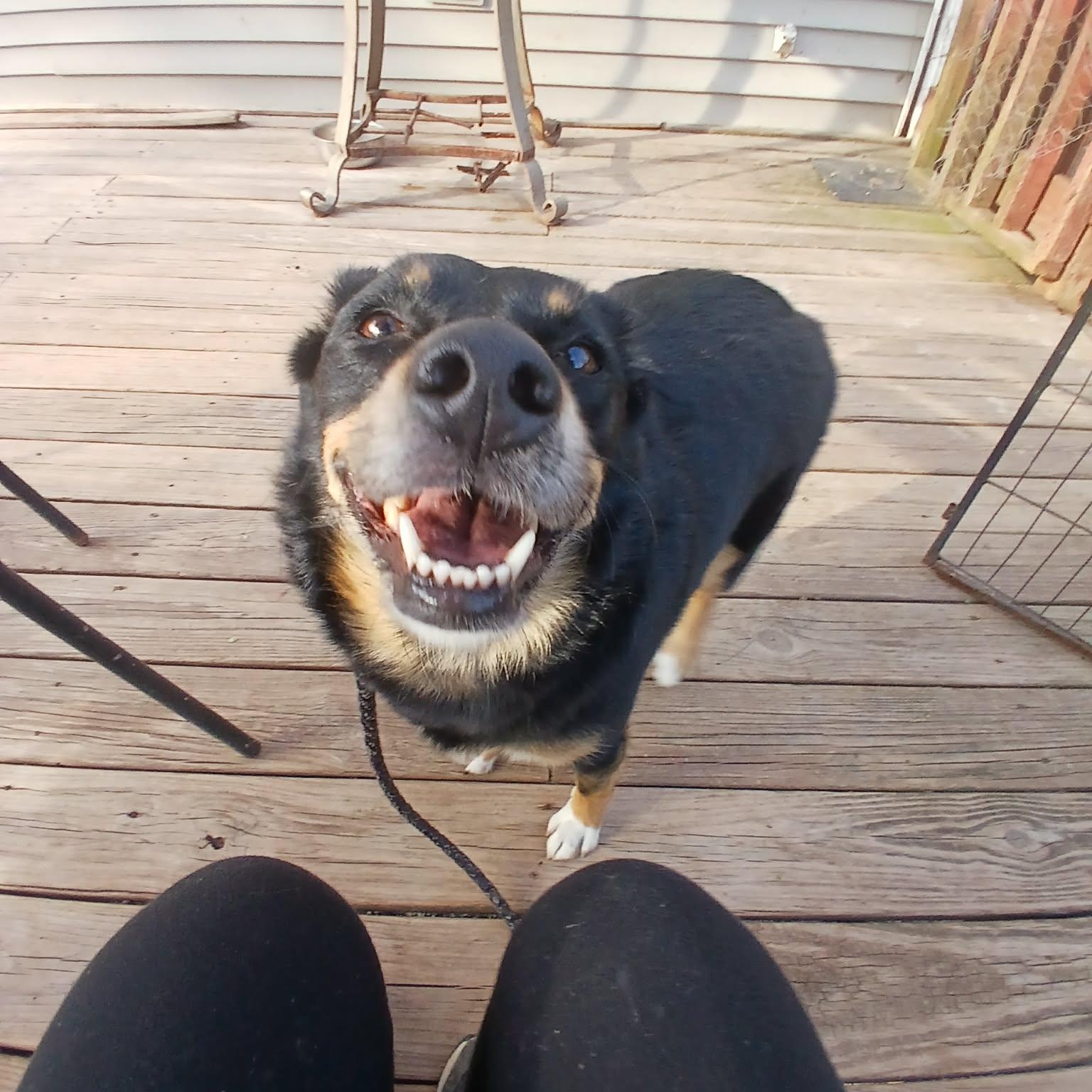 Daisy Mae , ADOPTABLE, Adult Female Australian Shepherd.