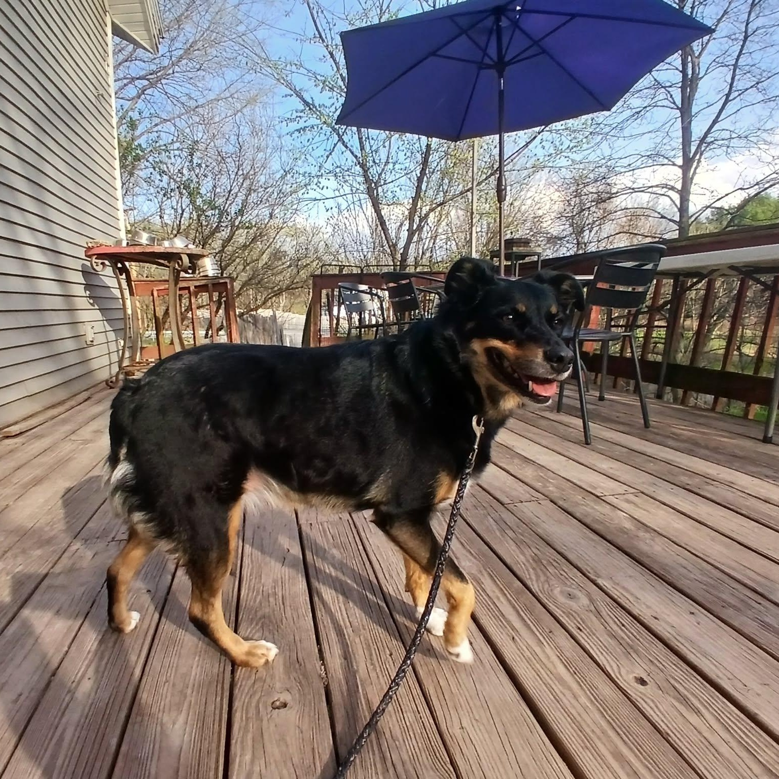 Enlarge Daisy Mae , a ADOPTABLE mixed breed in Saugerties, NY image 6/6