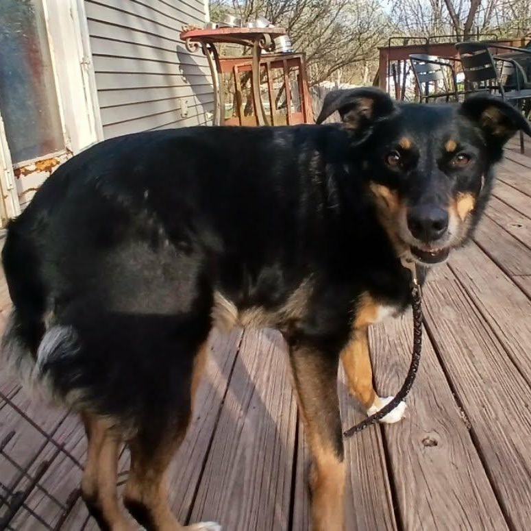 Enlarge Daisy Mae , a ADOPTABLE mixed breed in Saugerties, NY image 4/6