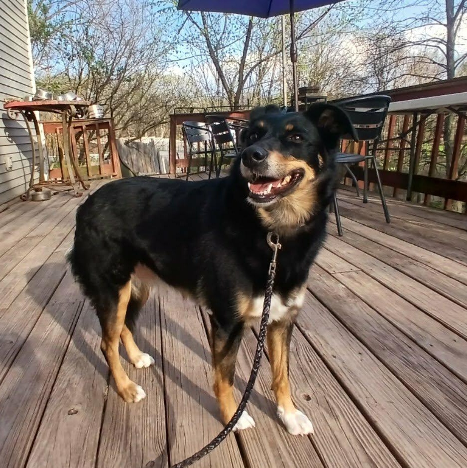 Enlarge Daisy Mae , a ADOPTABLE mixed breed in Saugerties, NY image 2/6