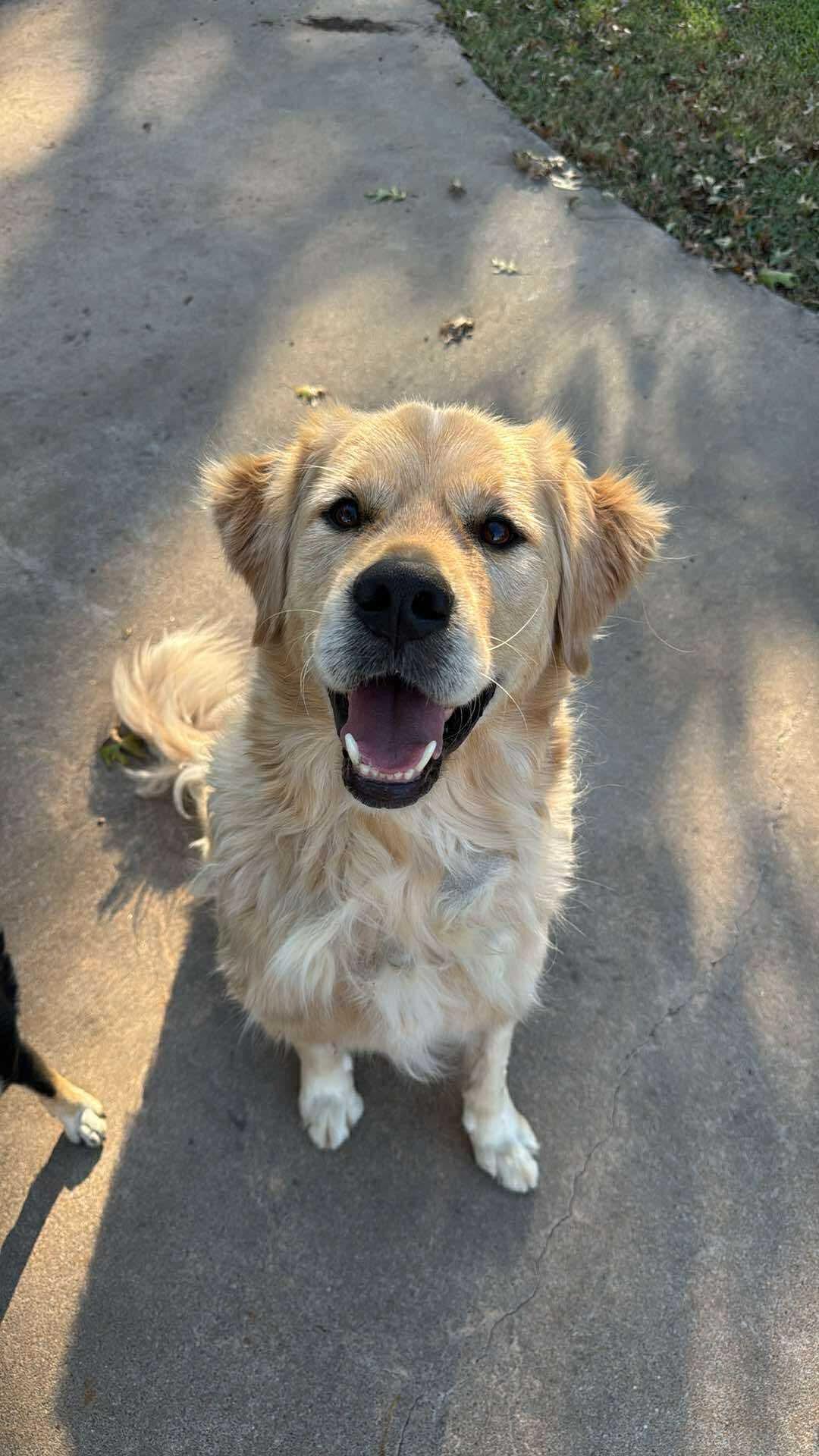 Enlarge Cody, a ADOPTABLE Golden Retriever in Bellingham, WA image 4/4