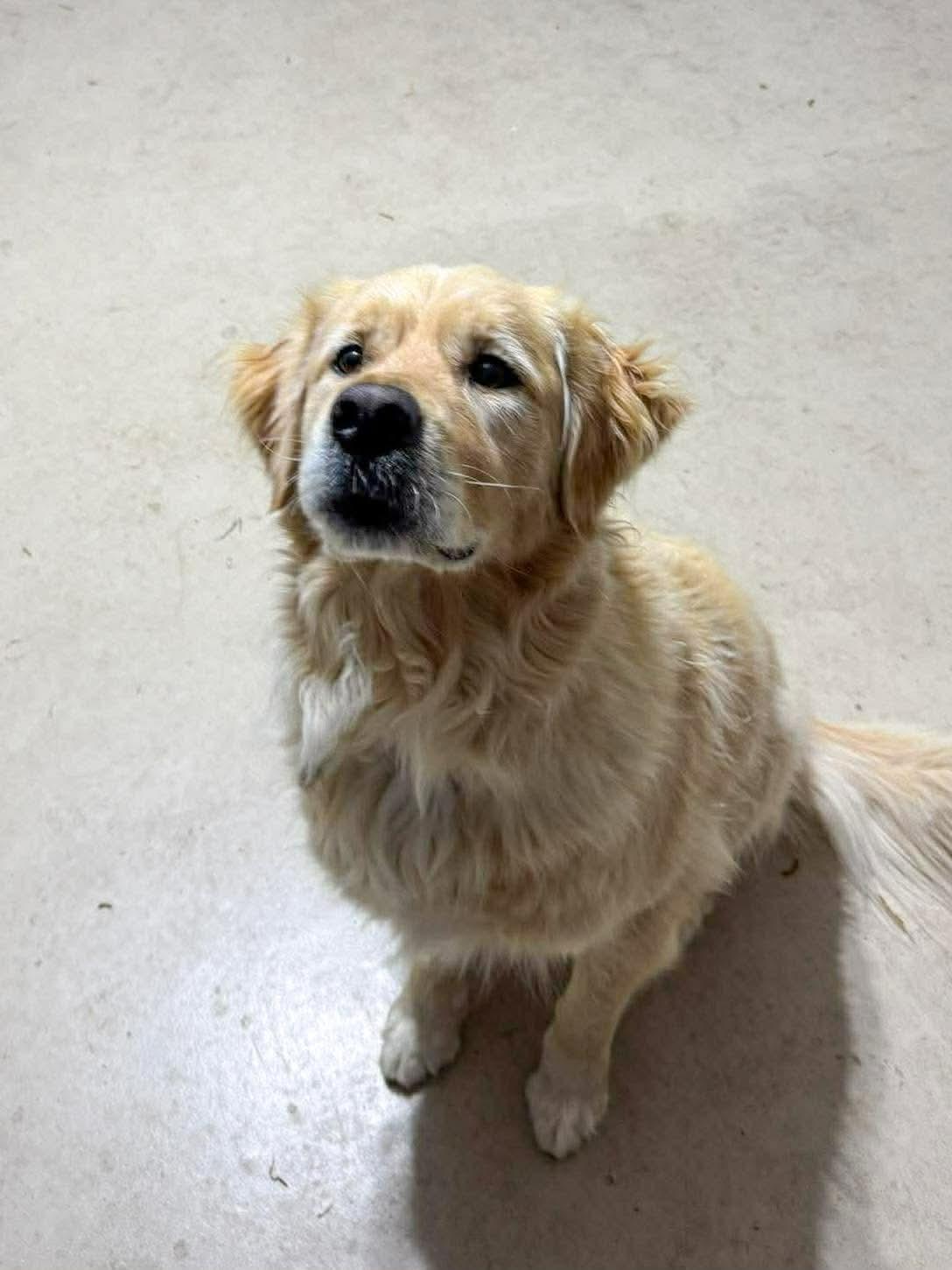 Enlarge Cody, a ADOPTABLE Golden Retriever in Bellingham, WA image 3/4