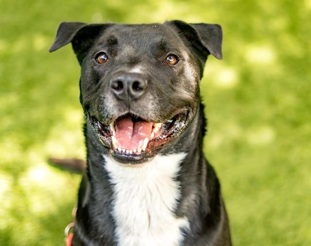 CHIPMUNK, Adoptable, Adult Male Pit Bull Terrier.