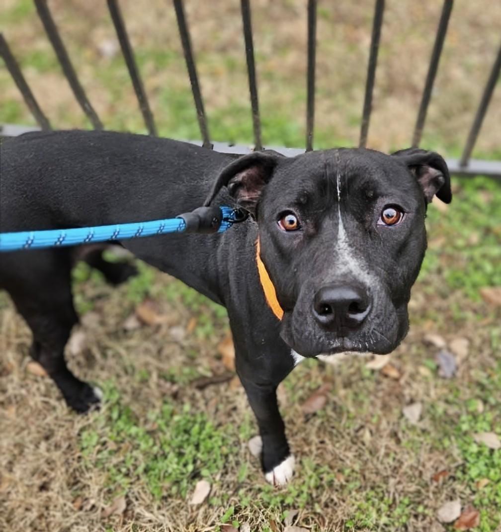 Chance, a Adoptable mixed breed in Georgetown, TN image 3/4