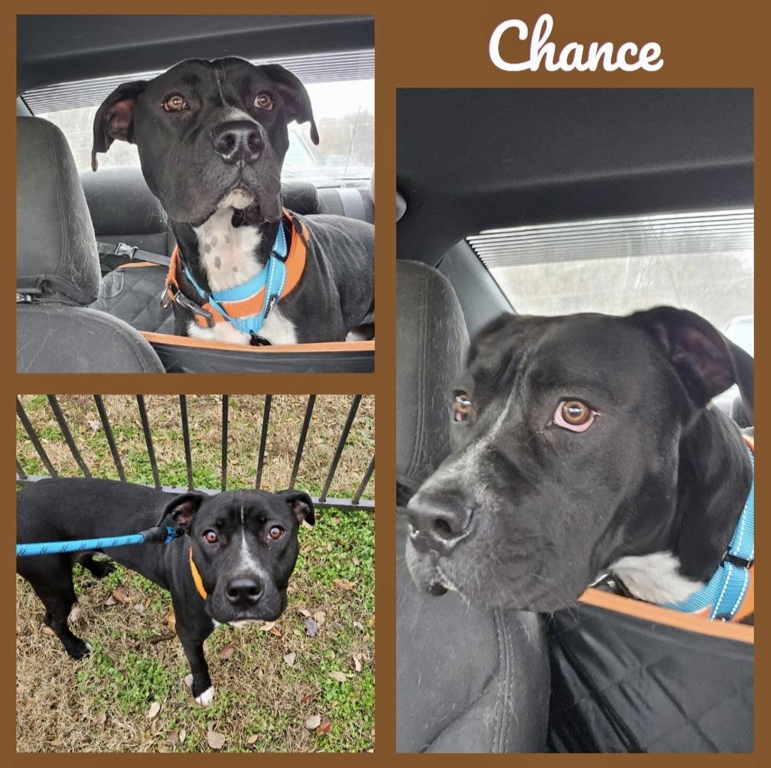 Chance, a Adoptable mixed breed in Georgetown, TN image 4/4
