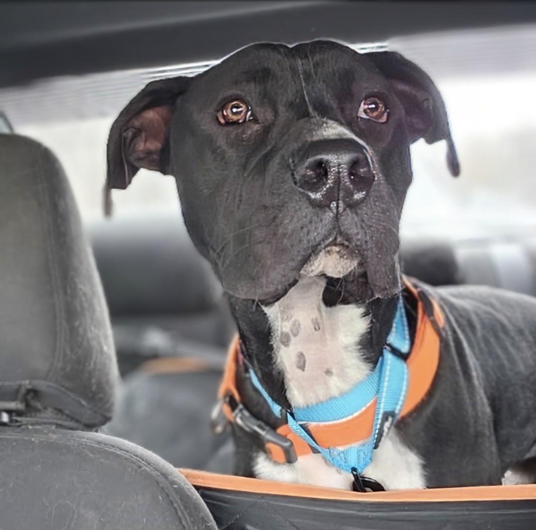 Chance, a Adoptable mixed breed in Georgetown, TN image 1/4