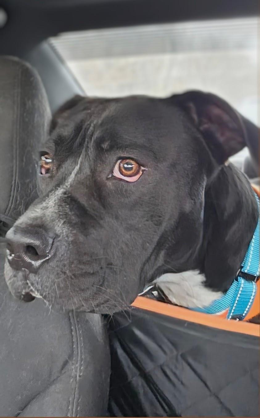 Chance, a Adoptable mixed breed in Georgetown, TN image 2/4