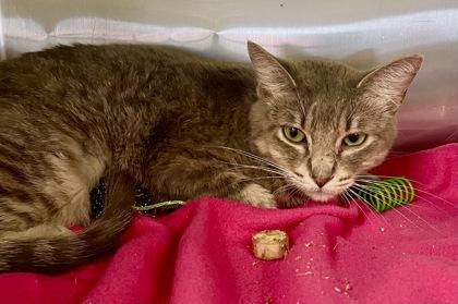 Roberta, a Adoptable mixed breed in Fort Worth, TX image 1/3