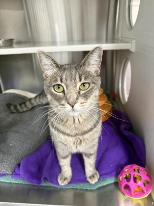 Roberta, Adoptable, Adult Female Domestic Short Hair & Domestic Short Hair.