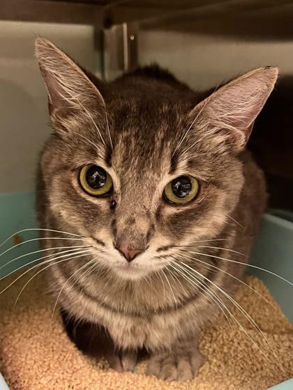 Roberta, a Adoptable mixed breed in Fort Worth, TX image 2/3