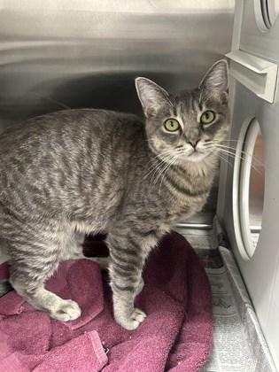 Roberta, a Adoptable mixed breed in Fort Worth, TX image 3/3