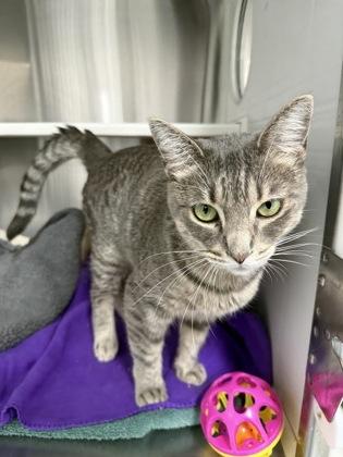 Enlarge Roberta, a Adoptable mixed breed in Fort Worth, TX image 3/3