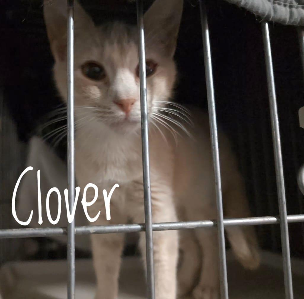 Clover, a Adoptable mixed breed in Cleburne, TX image 4/4