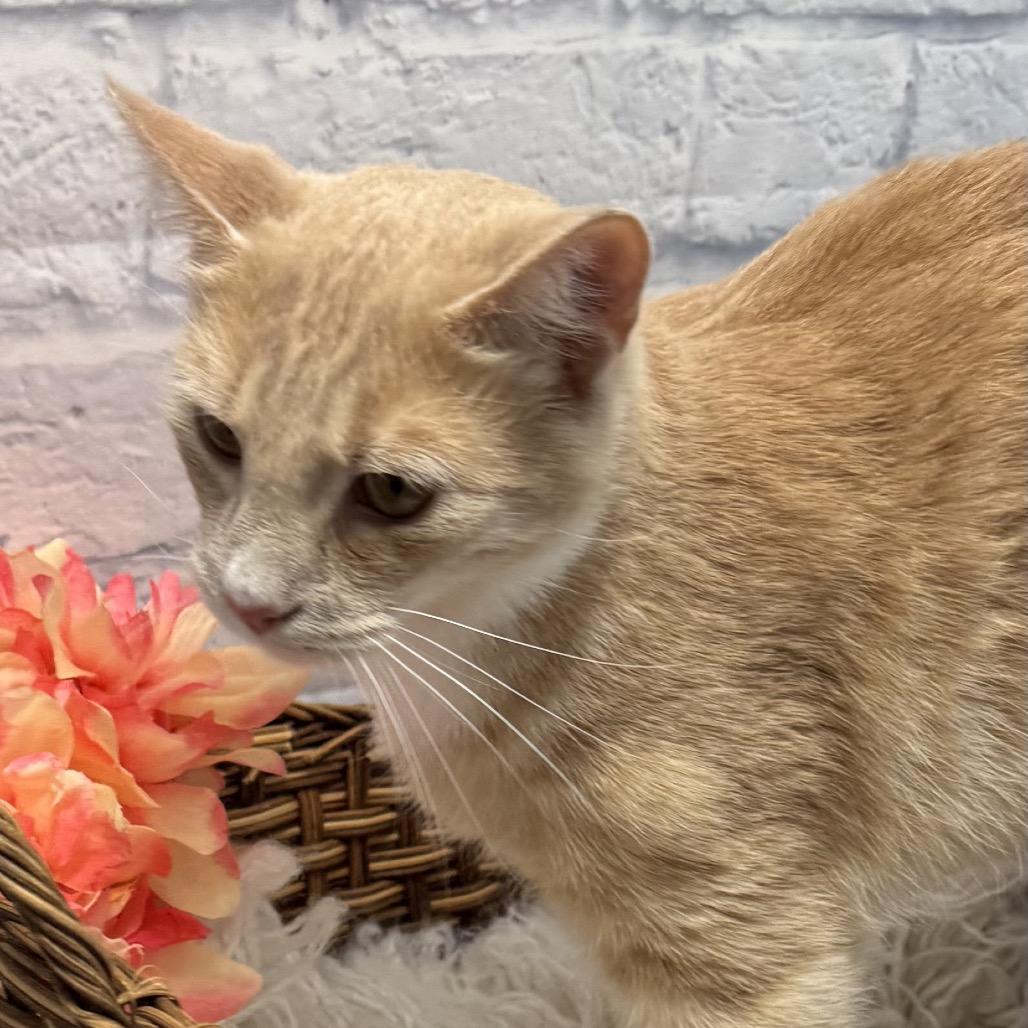 Lucky Day, Adoptable, Adult Male Domestic Short Hair.