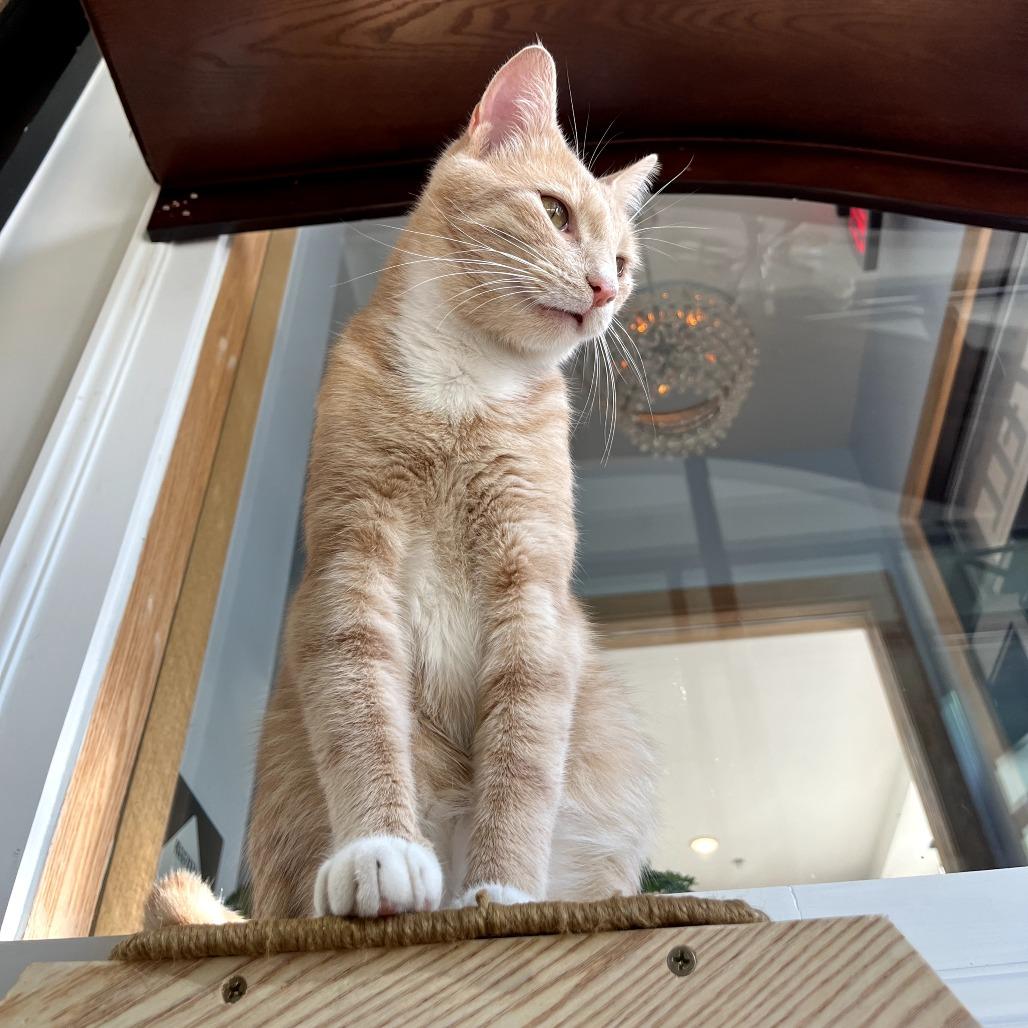 Enlarge Lucky Day, a Adoptable Domestic Short Hair in Harrisonburg, VA image 2/6