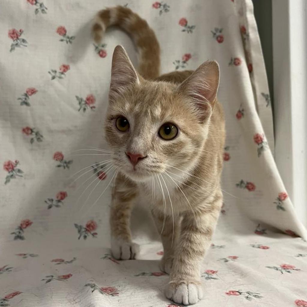 Enlarge Lucky Day, a Adoptable Domestic Short Hair in Harrisonburg, VA image 3/6