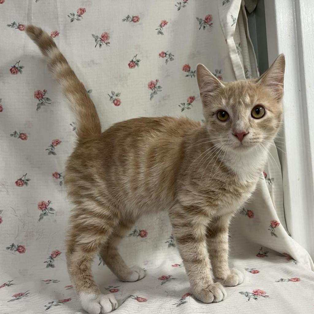 Enlarge Lucky Day, a Adoptable Domestic Short Hair in Harrisonburg, VA image 5/6