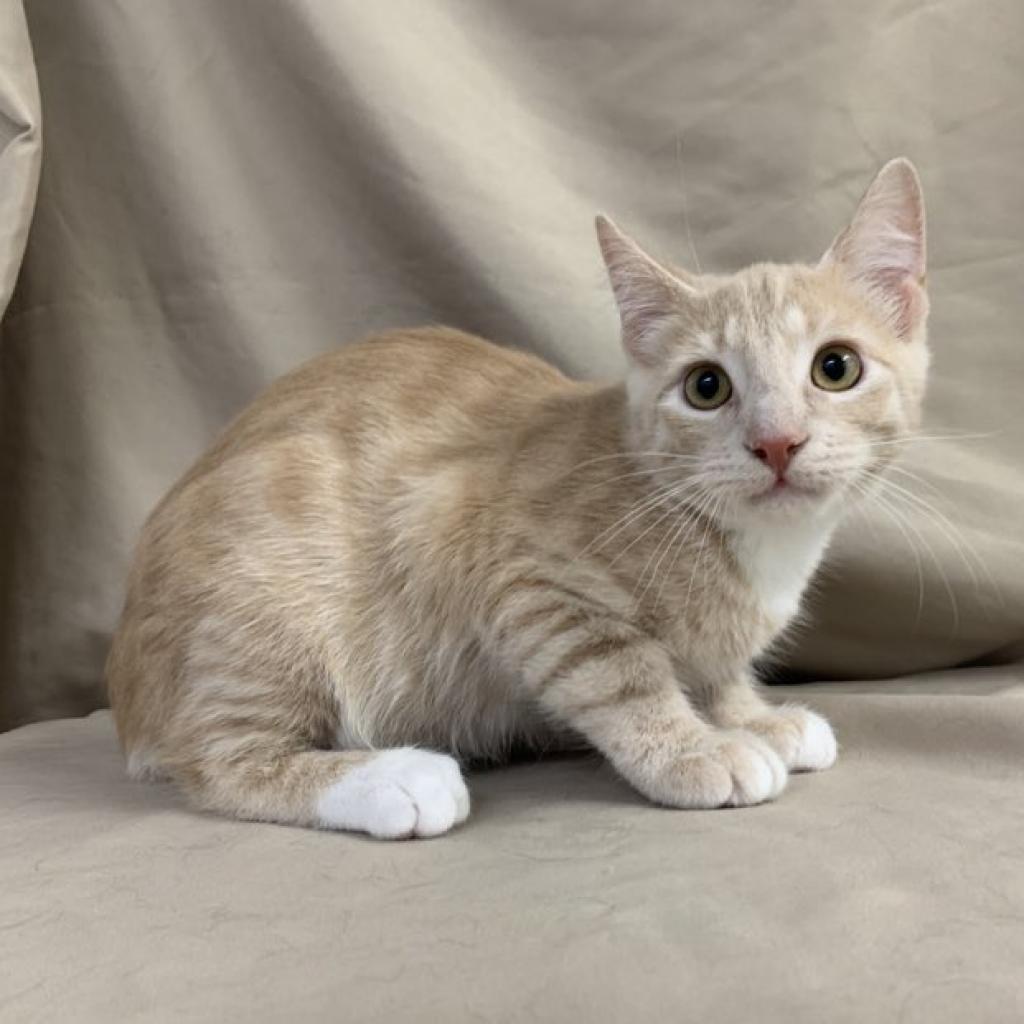 Enlarge Lucky Day, a Adoptable Domestic Short Hair in Harrisonburg, VA image 6/6