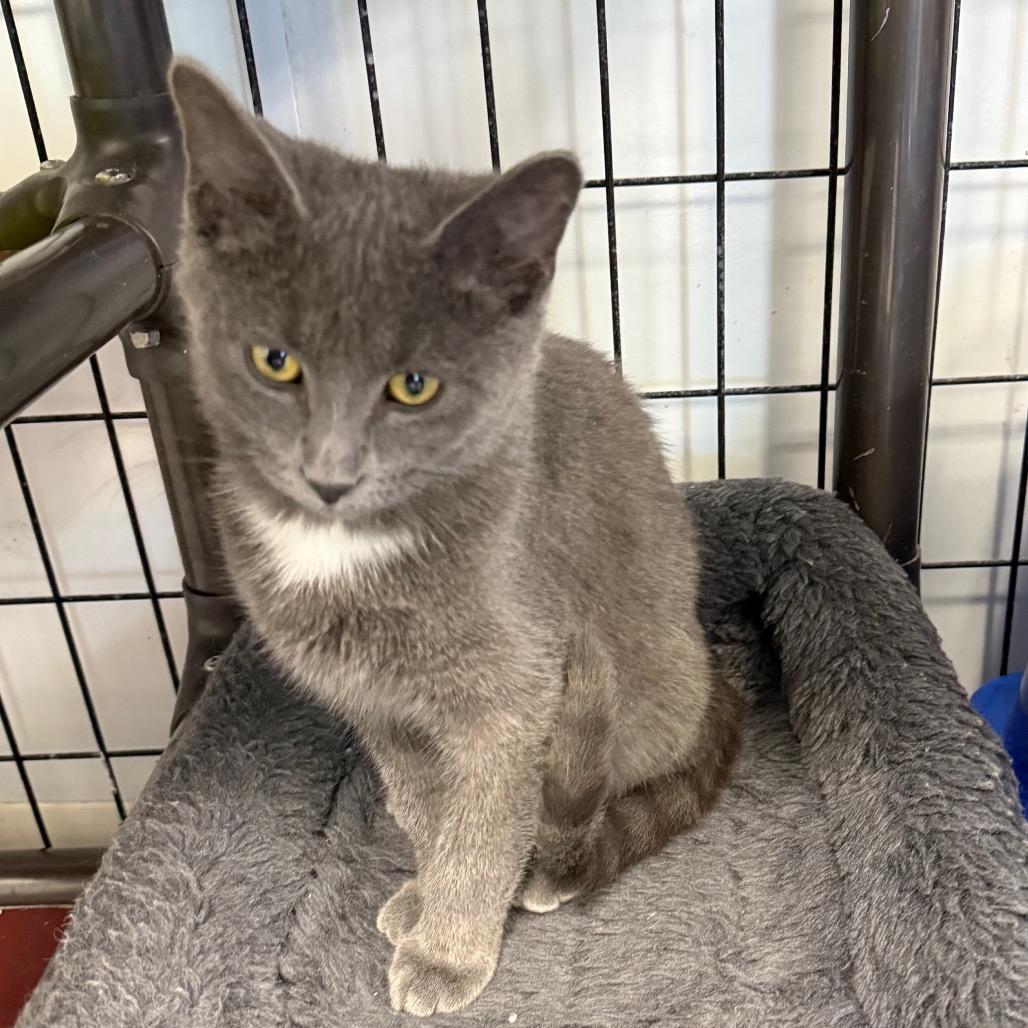 Caruso, a Adoptable Domestic Short Hair in Carroll, IA image 1/6