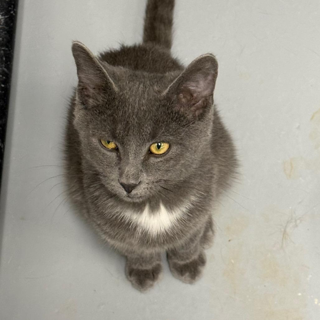 Caruso, a Adoptable Domestic Short Hair in Carroll, IA image 2/6