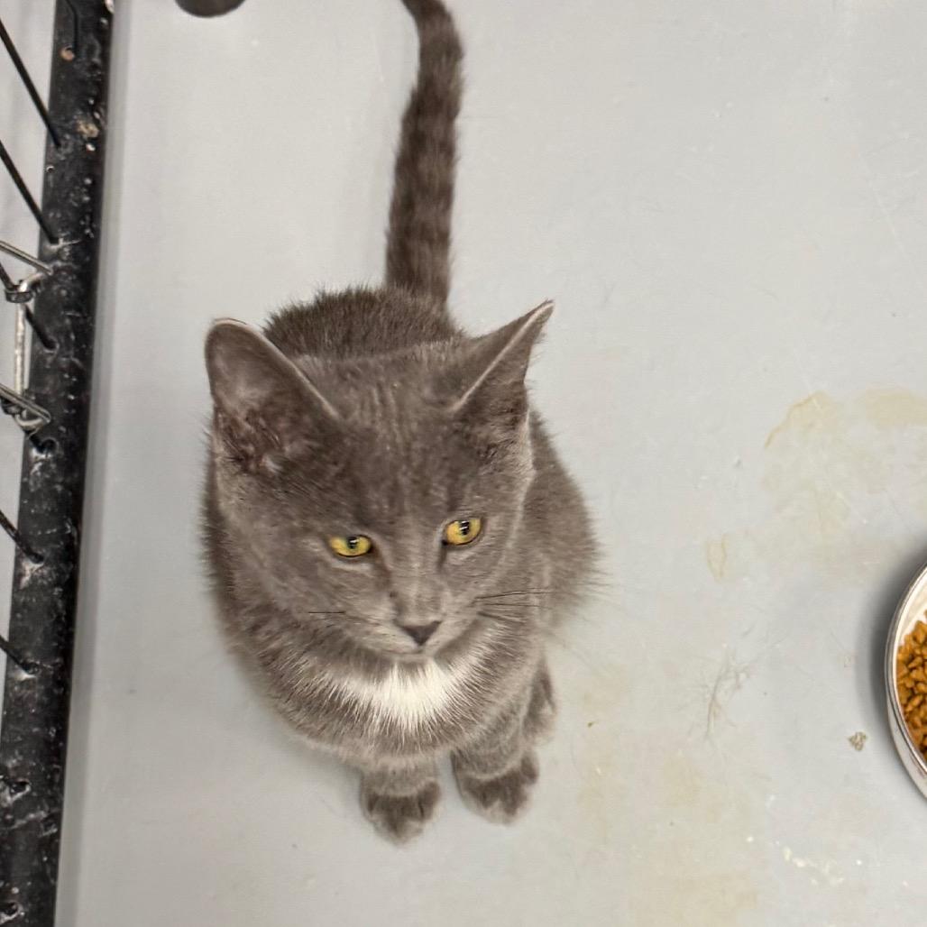 Caruso, a Adoptable Domestic Short Hair in Carroll, IA image 3/6