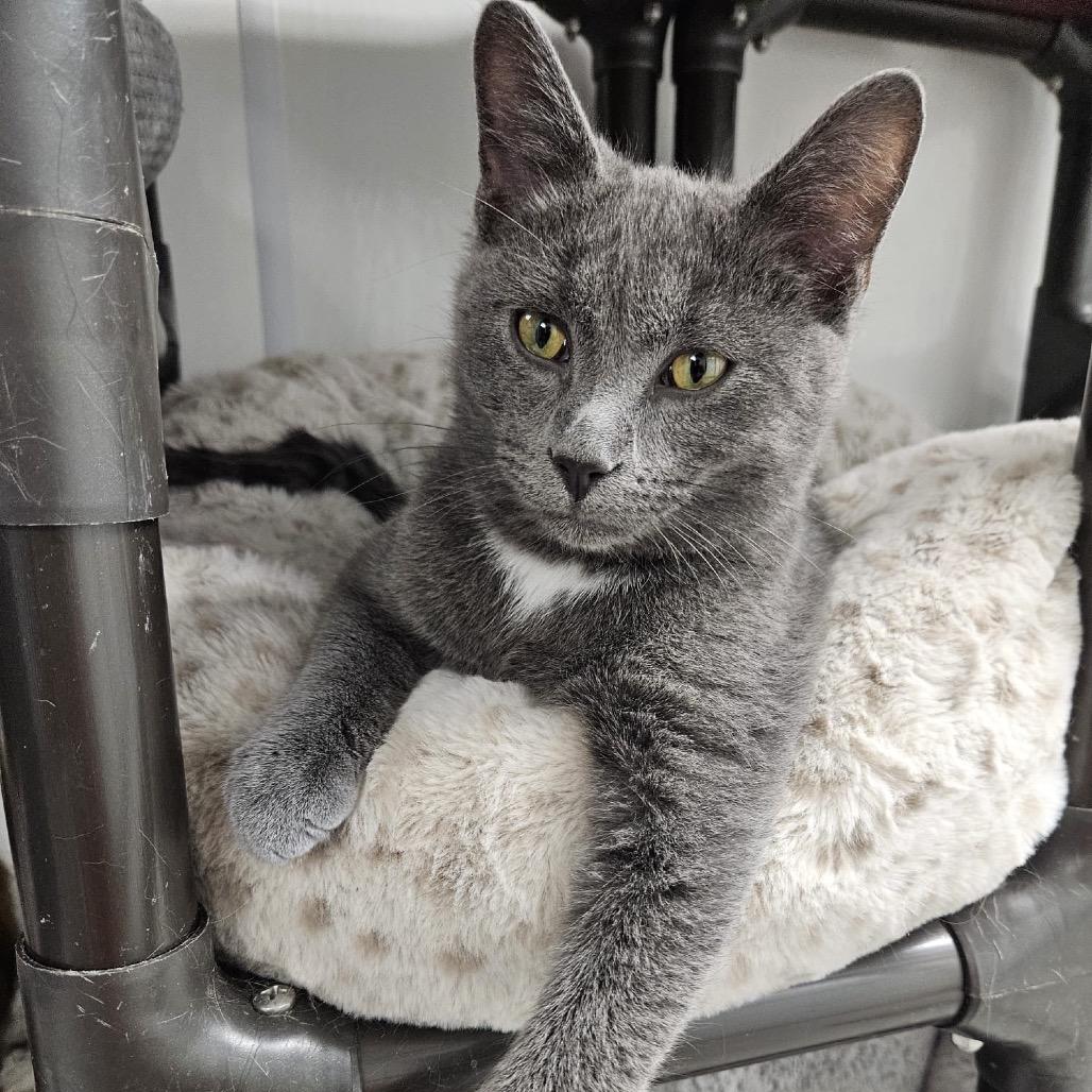 Caruso, a Adoptable Domestic Short Hair in Carroll, IA image 4/6