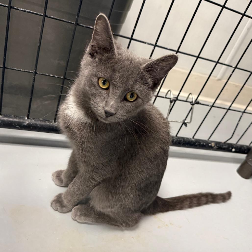 Caruso, a Adoptable Domestic Short Hair in Carroll, IA image 5/6