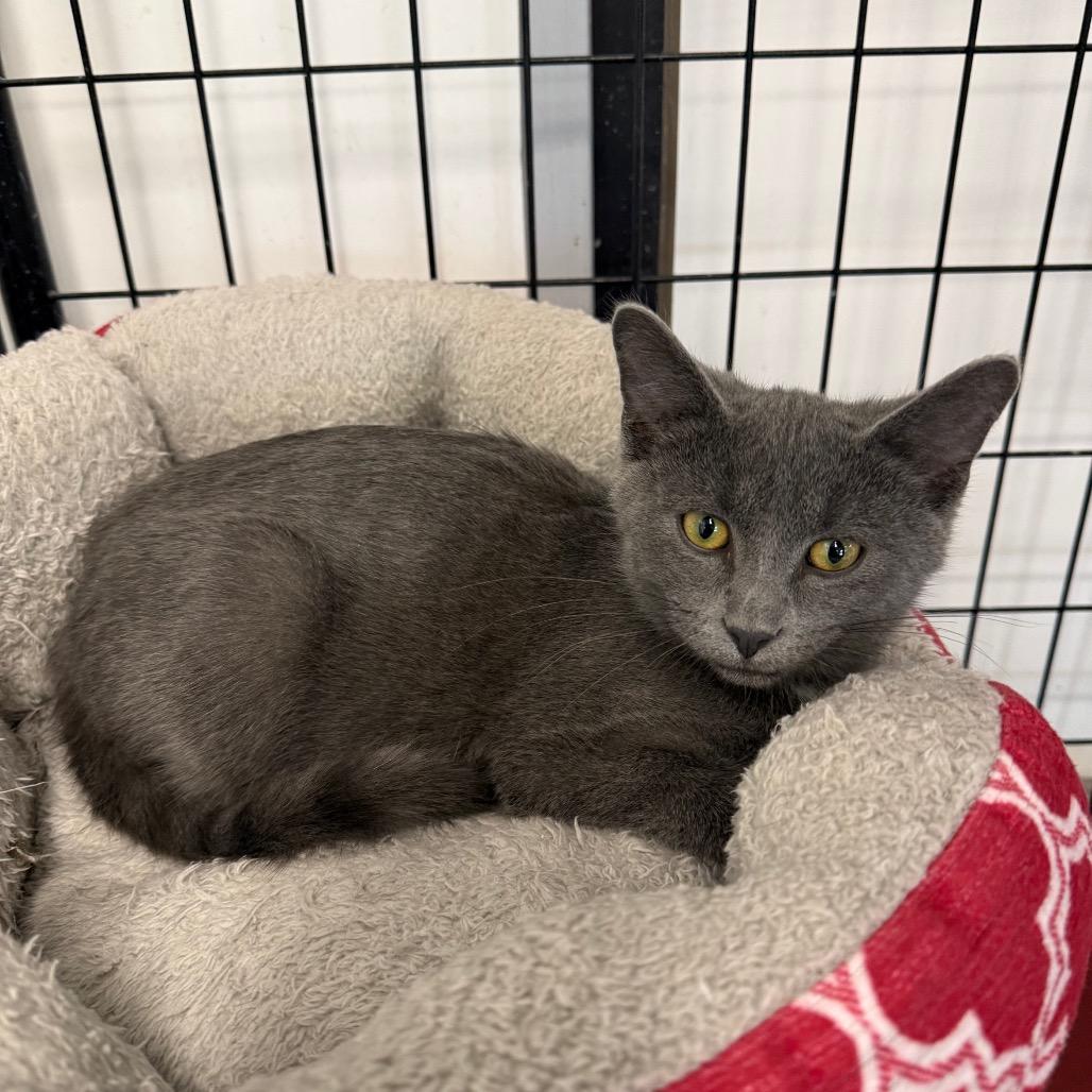 Caruso, a Adoptable Domestic Short Hair in Carroll, IA image 6/6