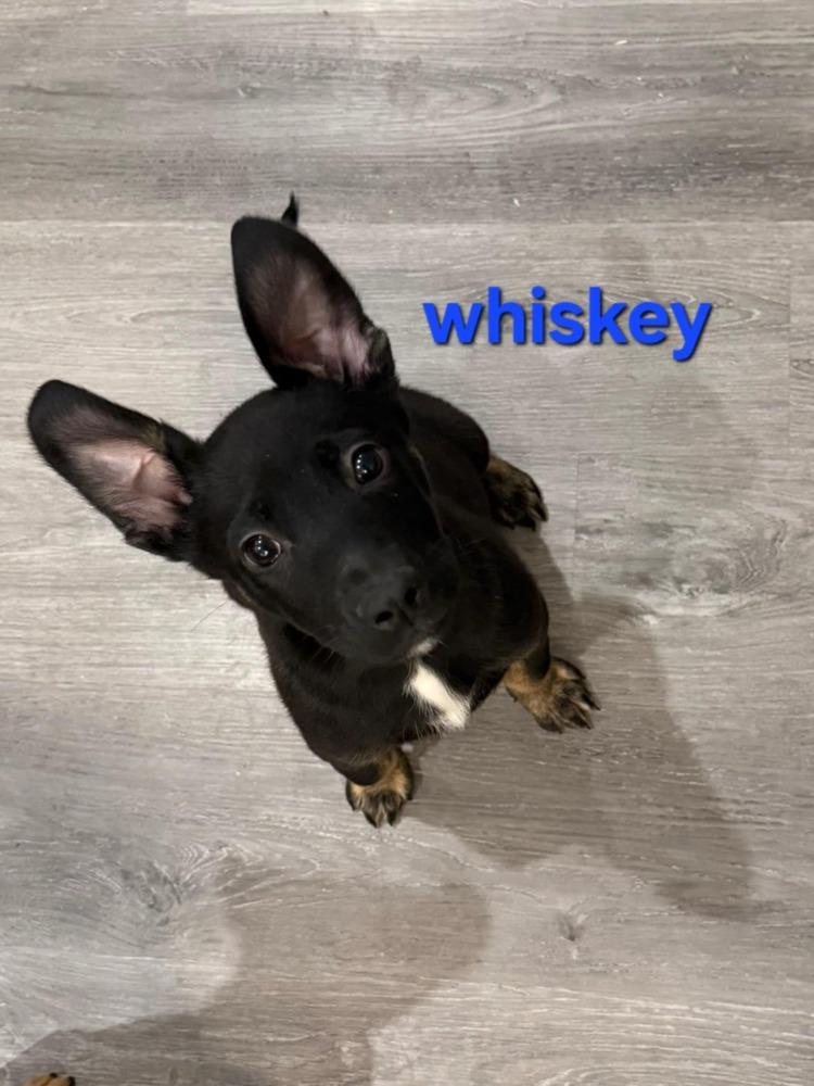 Enlarge Whiskey, a Adoptable mixed breed in Bend, OR image 1/5
