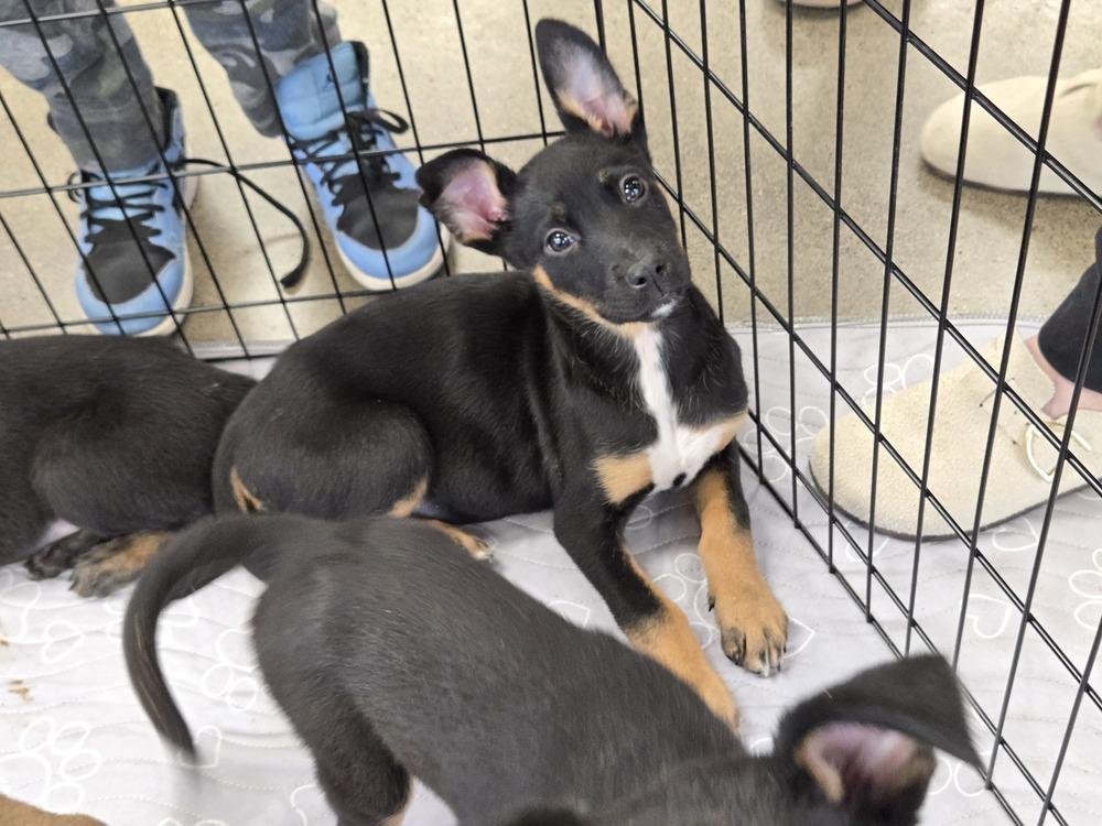 Enlarge Whiskey, a Adoptable mixed breed in Bend, OR image 3/5