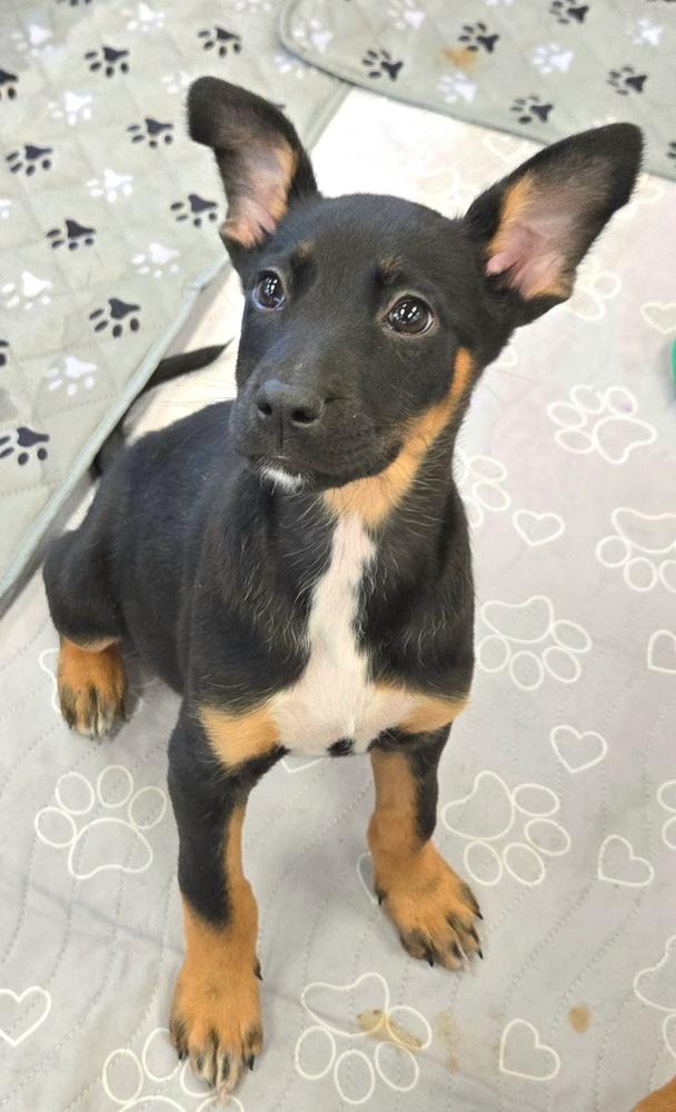 Enlarge Whiskey, a Adoptable mixed breed in Bend, OR image 5/5