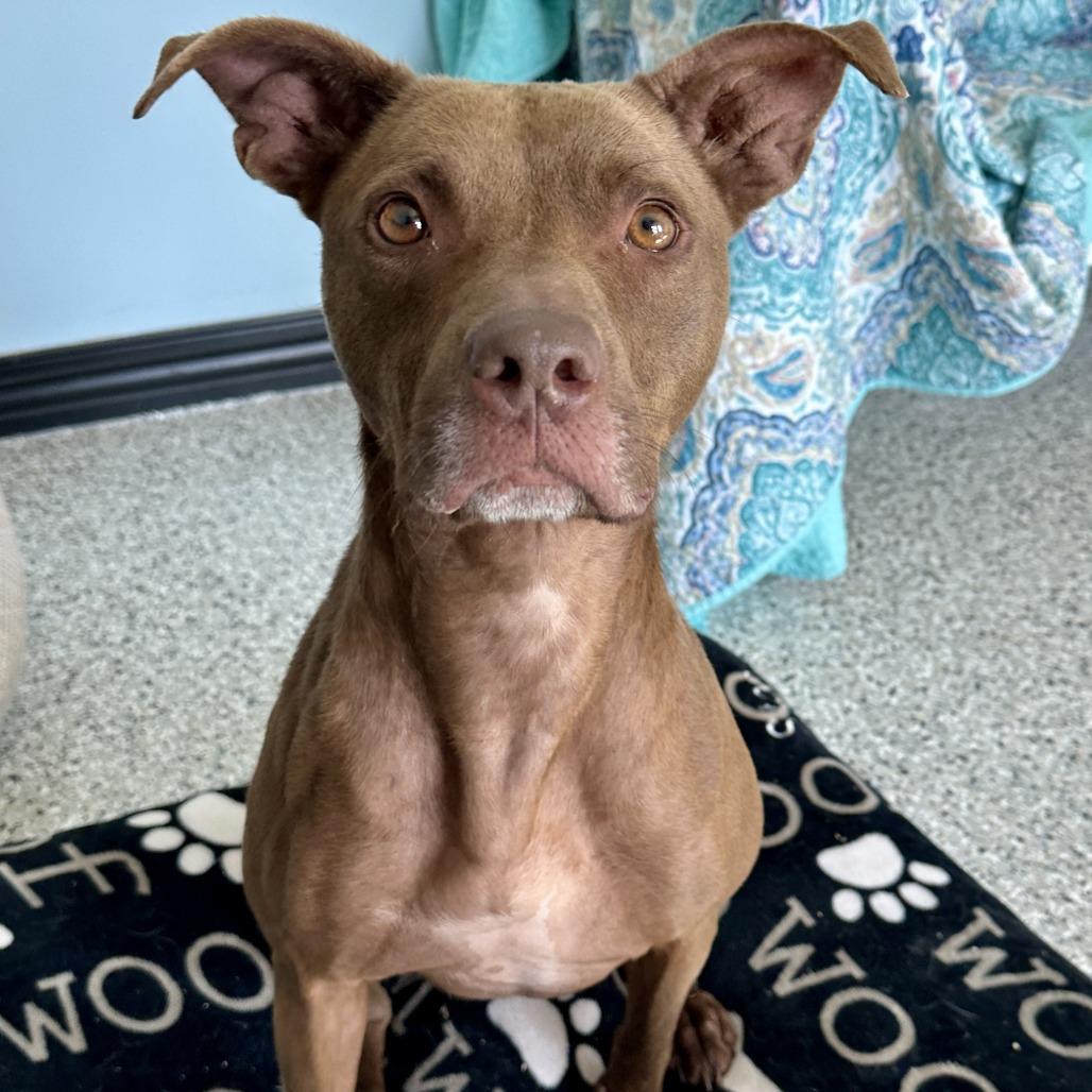 Coco, Adoptable, Adult Female Pit Bull Terrier.