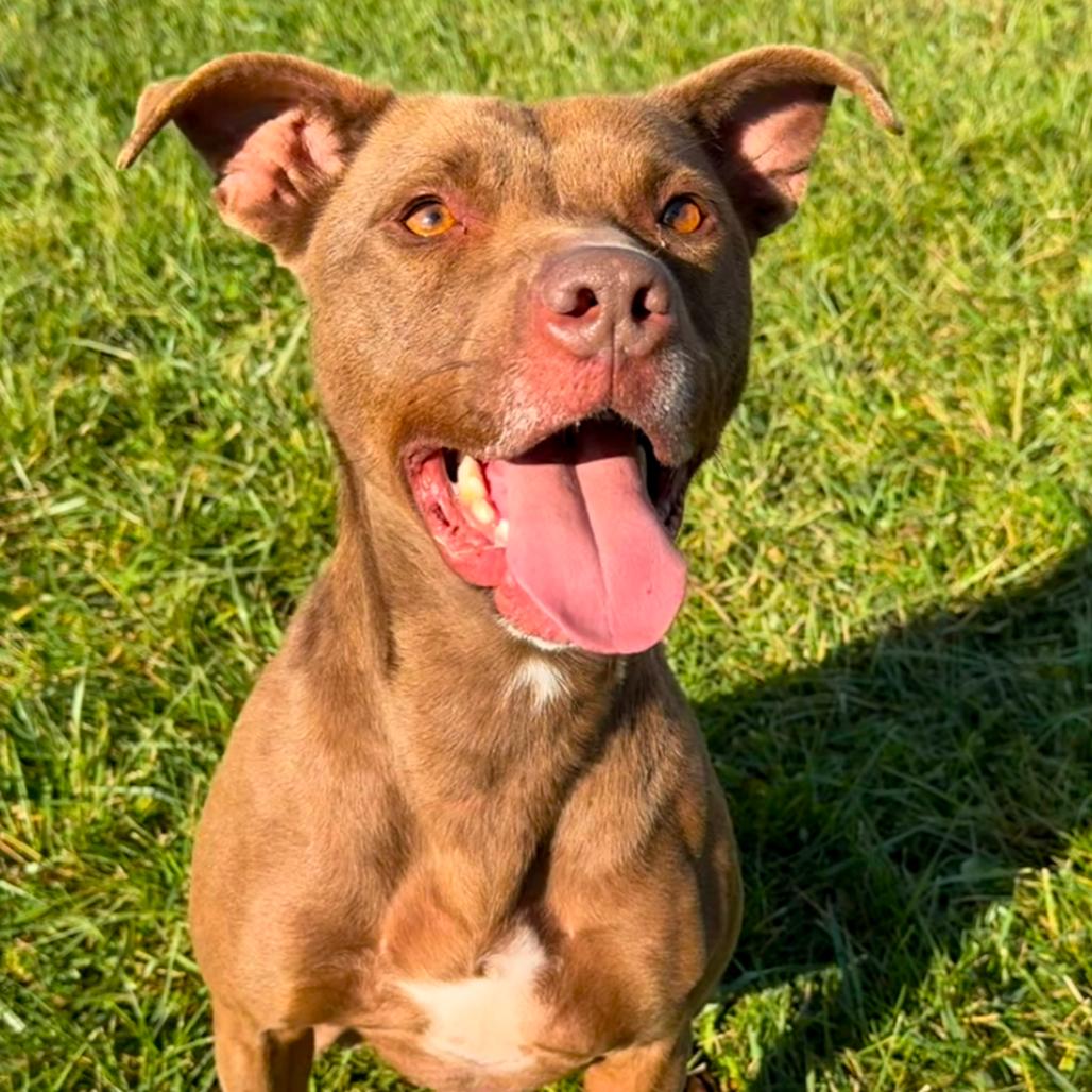 Coco, a Adoptable mixed breed in Winchester, TN image 2/3