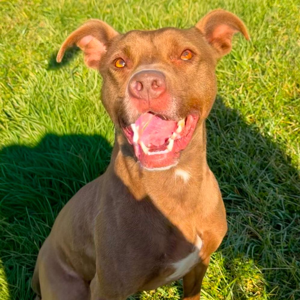 Coco, a Adoptable mixed breed in Winchester, TN image 3/3