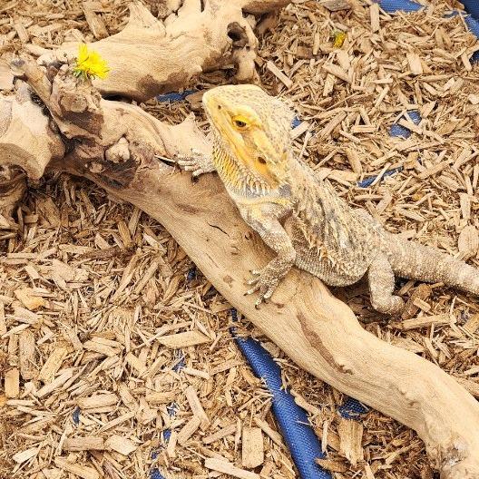 Beatrice, Adoptable, Adult Female Bearded Dragon.
