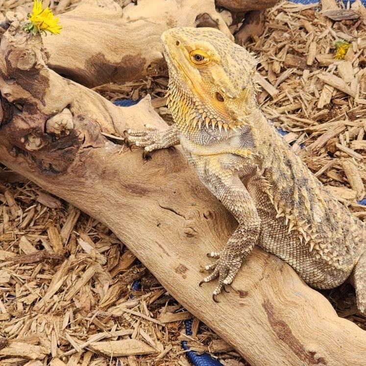 Enlarge Beatrice, a Adoptable Bearded Dragon in Baldwin, WI image 3/3