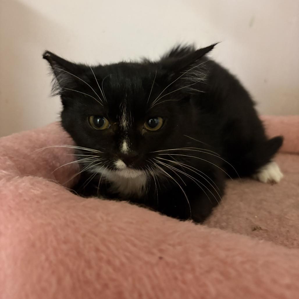 Tricky, Adoptable, Kitten Male American Shorthair.
