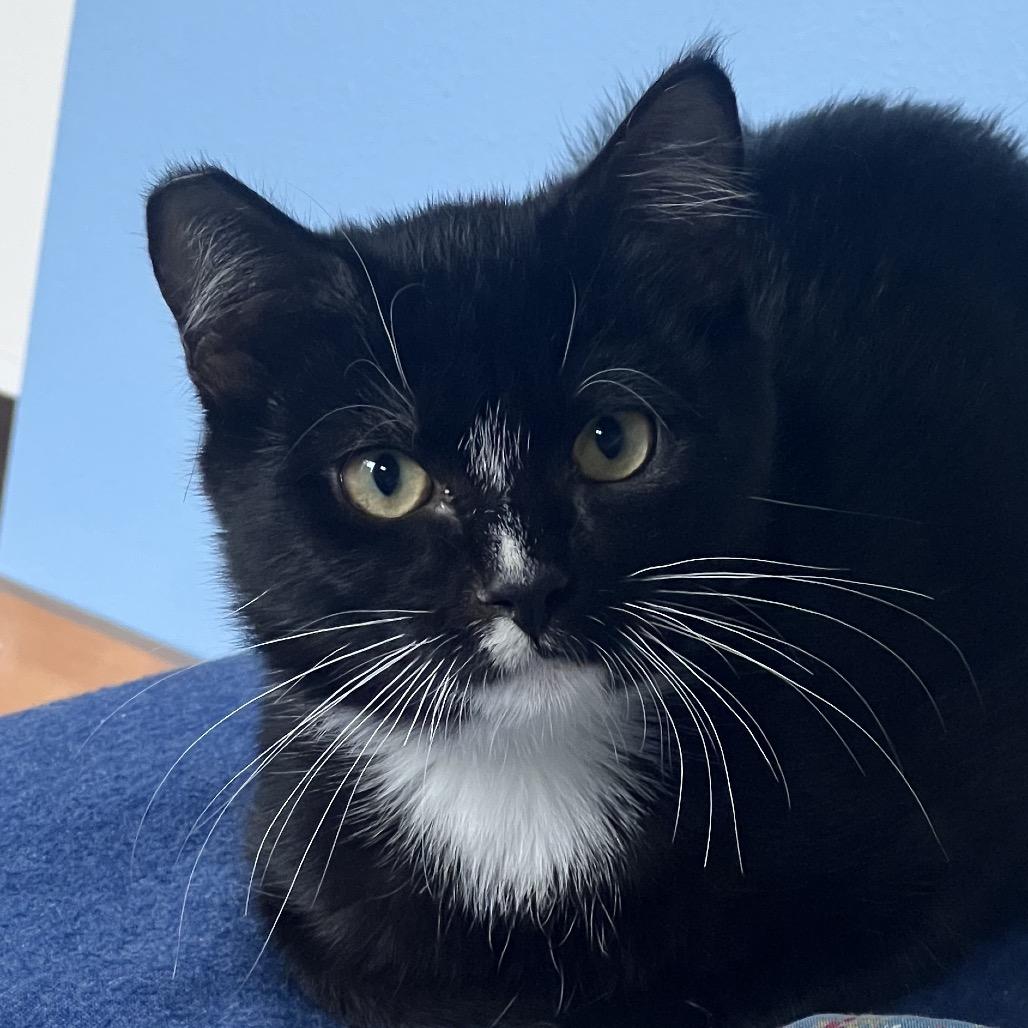 Tricky, a Adoptable American Shorthair in Newberg, OR image 2/2